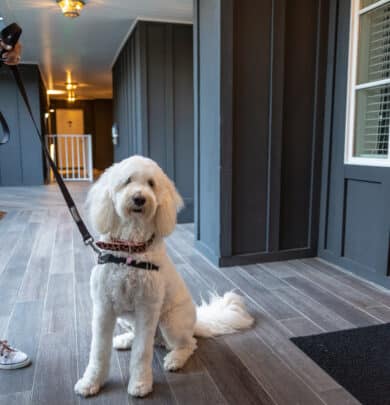 A white dog on a leash sits on a wooden floor next to a person holding the leash. The setting appears to be a hallway with dark walls and a window.