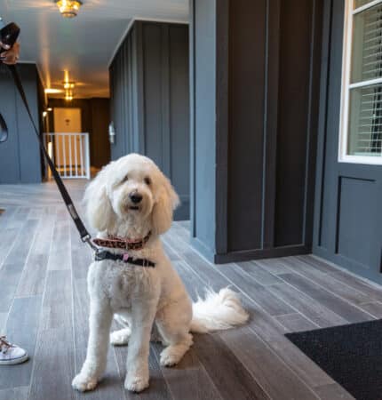 A white dog on a leash sits on a wooden floor next to a person holding the leash. The setting appears to be a hallway with dark walls and a window.