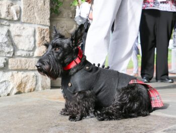 A Scottish Terrier wearing a black coat with a red plaid detail and a red collar sits on a stone floor, with people standing nearby.