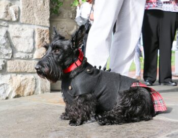 A Scottish Terrier wearing a black coat with a red plaid detail and a red collar sits on a stone floor, with people standing nearby.