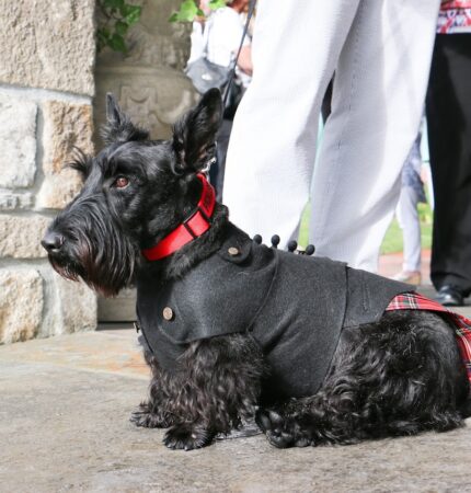 A Scottish Terrier wearing a black coat with a red plaid detail and a red collar sits on a stone floor, with people standing nearby.