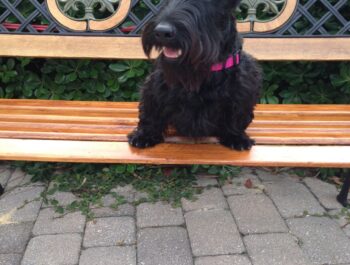 A black Scottish Terrier sits on a wooden bench with a decorative backrest.