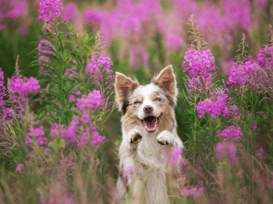 Dog with light fur stands on hind legs among tall pink flowers, mouth open in a joyful expression.