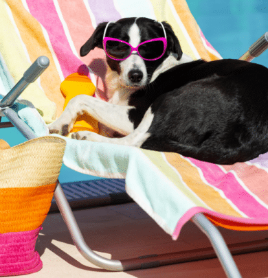 A black and white dog wearing pink sunglasses lies on a colorful striped lounge chair by a pool, with a woven beach bag and pool toy nearby.