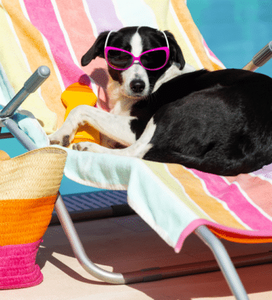 A black and white dog wearing pink sunglasses lies on a colorful striped lounge chair by a pool, with a woven beach bag and pool toy nearby.