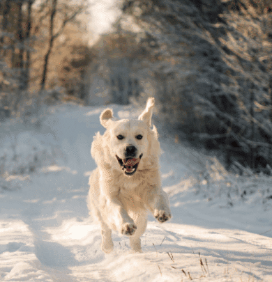 A golden retriever runs energetically along a snow-covered path surrounded by trees on a sunny winter day.