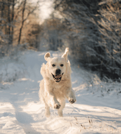 A golden retriever runs energetically along a snow-covered path surrounded by trees on a sunny winter day.