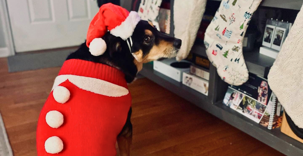 2025 Mr. Pickles Christmas Sweater Photo Contest