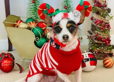 A small dog wearing a red and white sweater and festive antler headband sits among Christmas decorations, including ornaments, wrapped gifts, and decorated trees.