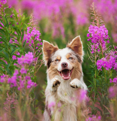 A brown and white dog standing among tall, vibrant pink flowers, looking forward with an open mouth and alert expression.